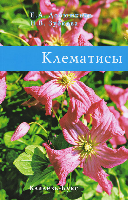 Клематисы