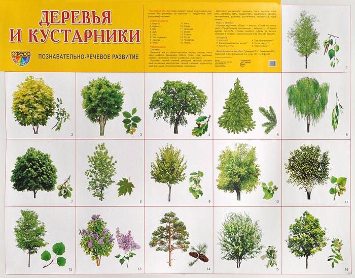 Деревья и кустарники. Познавательно-речевое развитие. Плакат