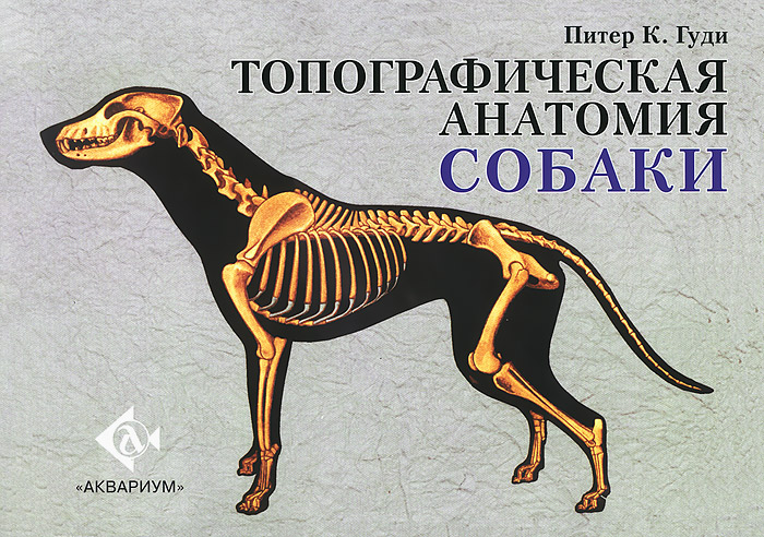 Топографическая анатомия собаки