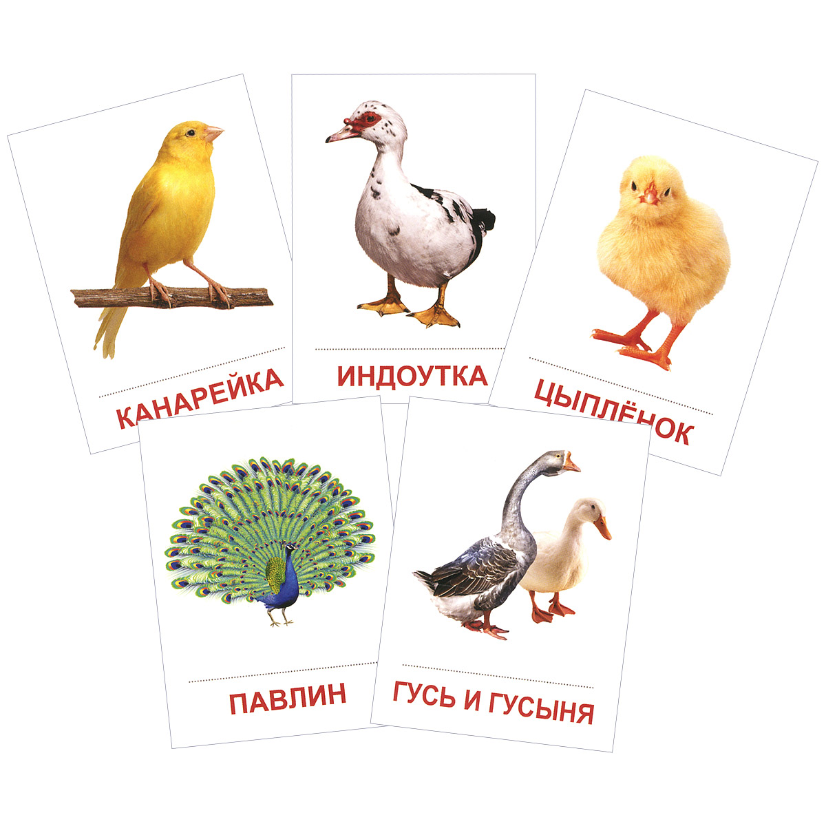 Птицы домашние и декоративные (набор из 16 карточек)