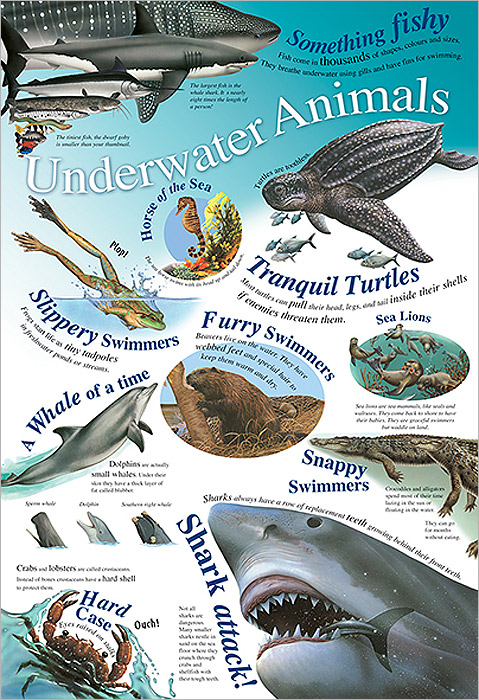 Underwater Animals. Плакат