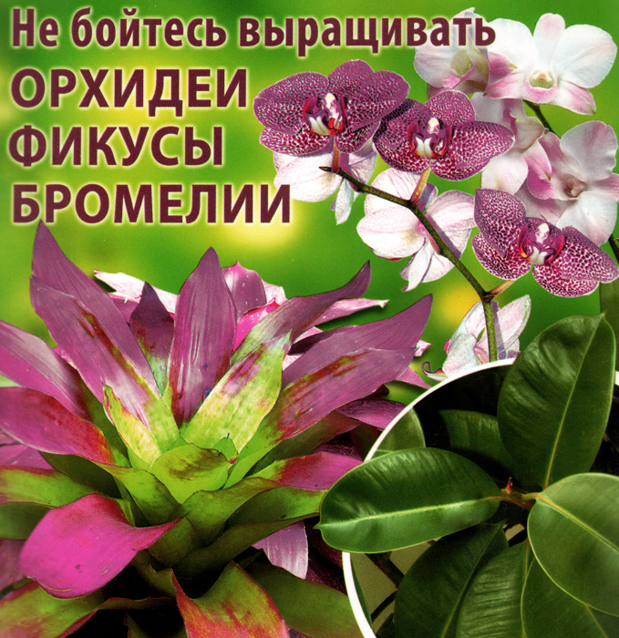 Не бойтесь выращивать орхидеи, фикусы, бромелии