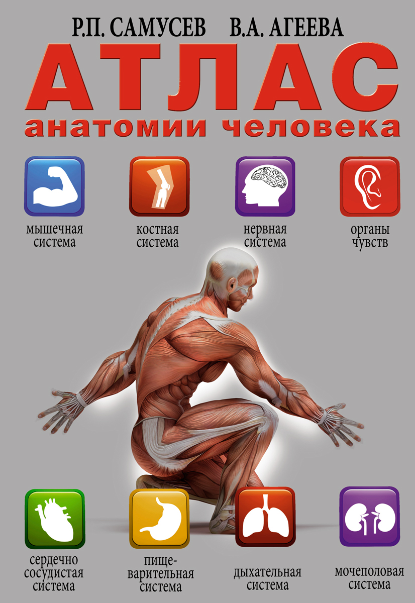 Атлас анатомии человека12296407 Атлас анатомии человека12296407Атлас отличает продуманная структура: каждый новый раздел начинается с описания клеточного строения ткани, формирующей анатомические объекты данной системы органов. Далее излагаются функциональные назначения и связанные с ними особенности строения. Цветные иллюстрации и подробные комментарии, определяющие взаимосвязь систем организма и их целостность в функциональном значении, делают атлас удобным в работе. Издание является актуальным дополнением к учебникам и программам, так как в нем учтены результаты новых научных исследований в области структурно-функциональных особенностей некоторых органов и систем человеческого организма. Построение разделов этого издания соответствует разделам учебной программы по нормальной анатомии человека. Атлас может быть полезен не только студентам медицинских учебных заведений, научным работникам и специалистам-медикам, но и всем, кто интересуется строением человеческого тела.