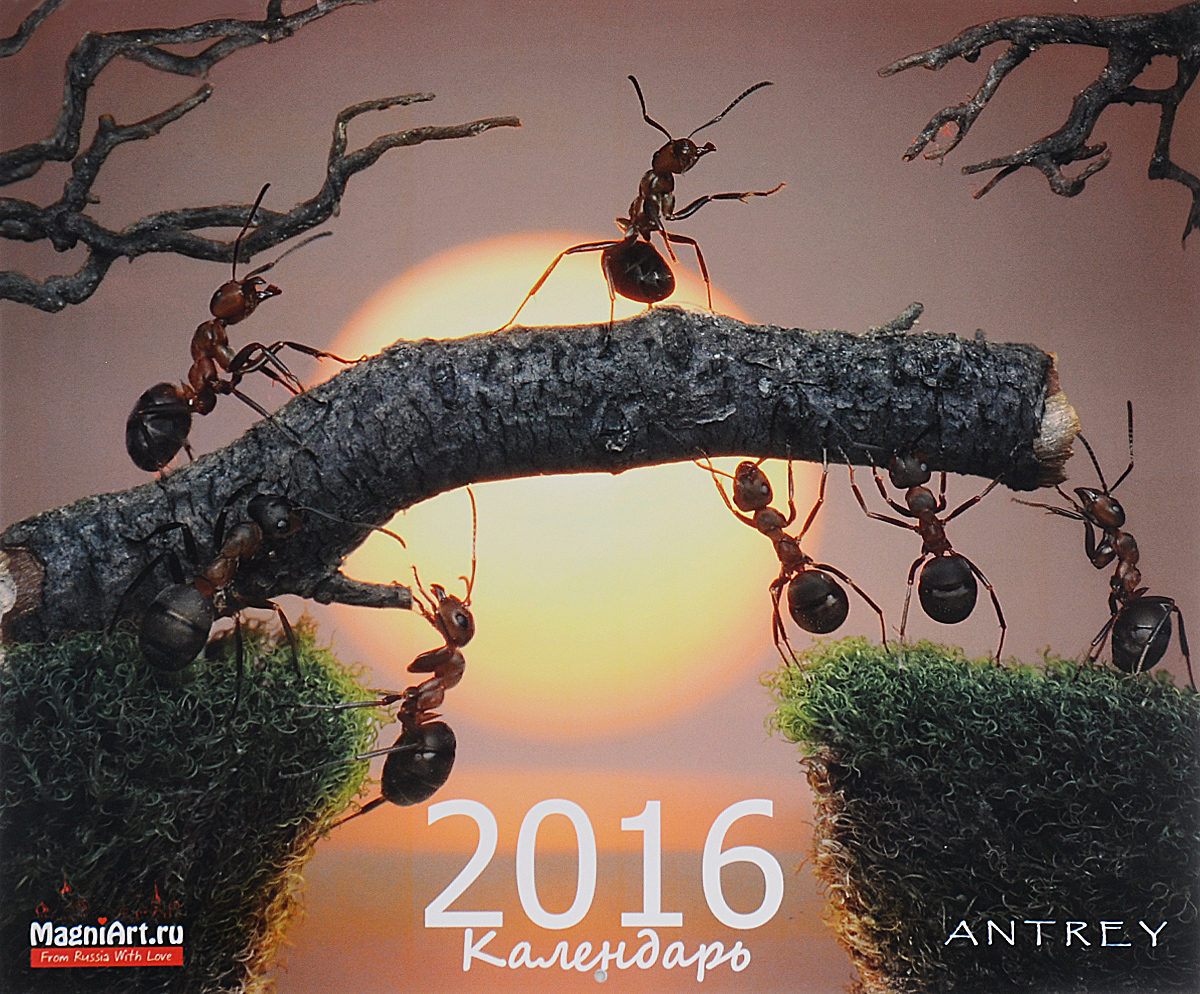 Календарь 2016 (на скрепке). Муравьиные истории