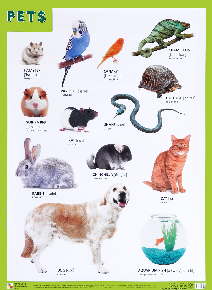 Pets /Домашние питомцы. Плакат