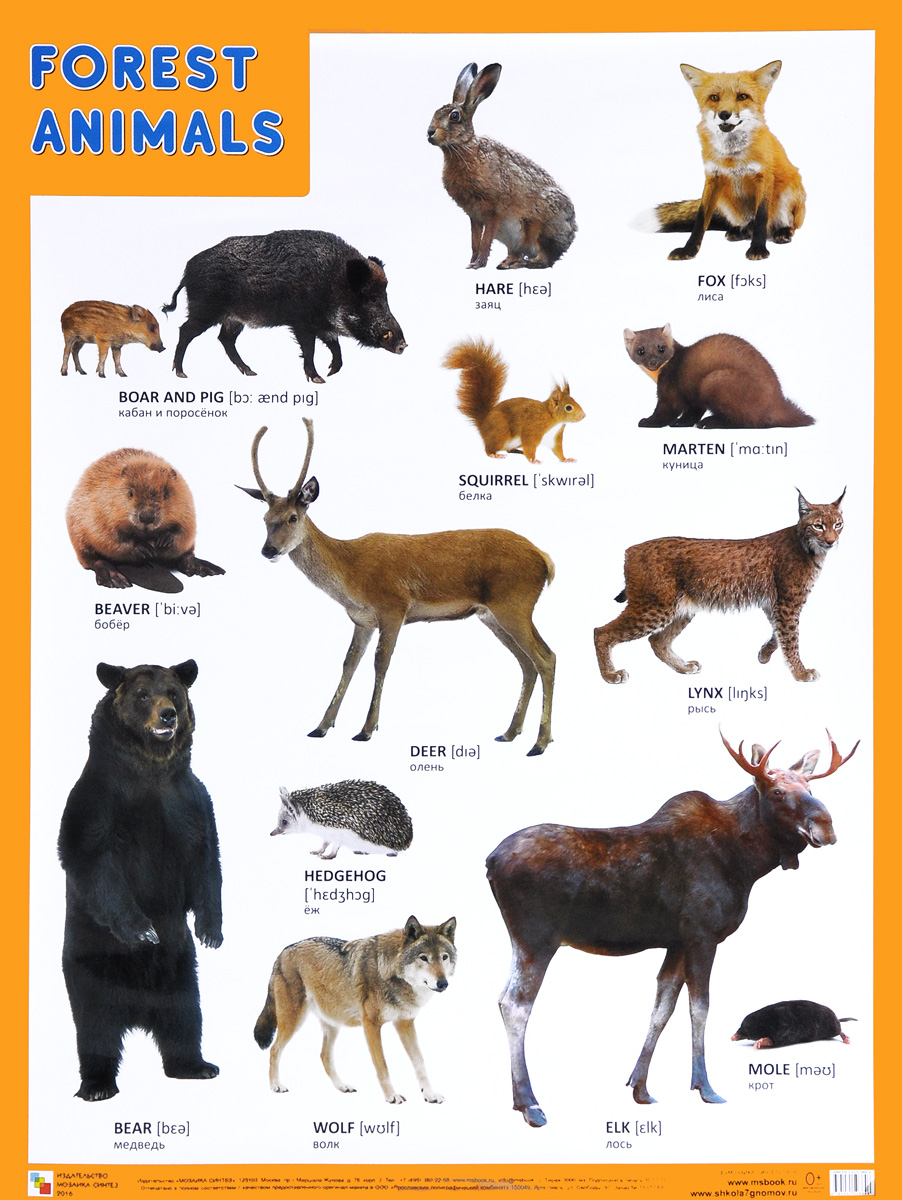 Forest Animals /Лесные обитатели. Плакат