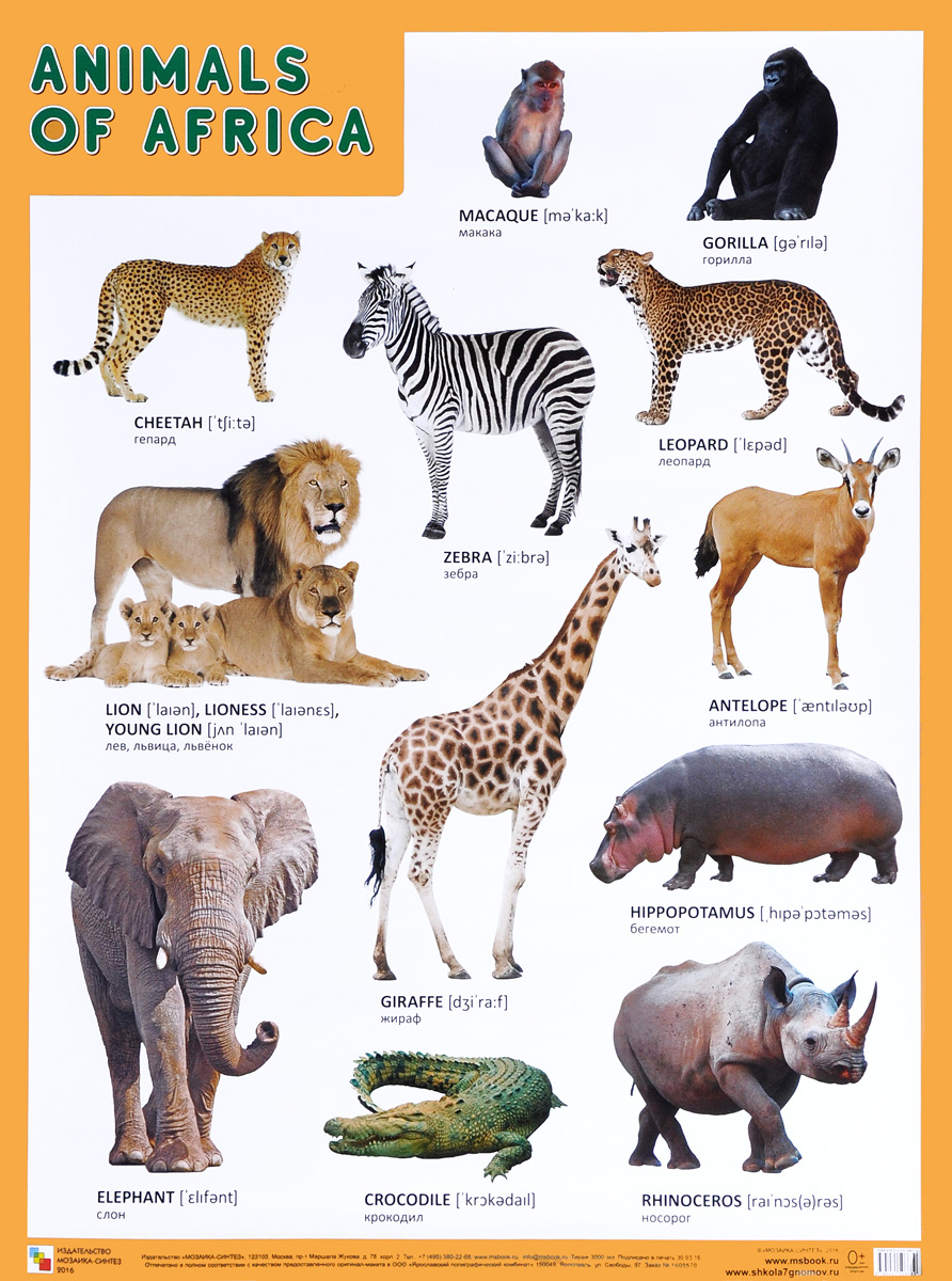 Animals of Africa /Животные Африки. Плакат
