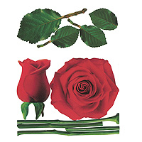 Виниловая наклейка Rose, 57 см х 70 см702 Виниловая наклейка Rose, 57 см х 70 см702Добавьте оригинальность вашему интерьеру с помощью виниловой наклейки Rose. Оригинальное исполнение добавит изысканности в дизайн. Наклейки легко наклеиваются, а при необходимости легко снимаются, не оставляя следов. Наклейки изготовлены на плотном виниле и не меняют цвет в зависимости от цвета поверхности, на который наносятся. Лист с наклейками вложен в пластиковую подарочную упаковку. Характеристики: Размер листа с наклейками: 57 см х 70 см. Диаметр большой розы: 45 см. Размер упаковки: 57,5 см х 8 см х 8 см. Производитель: Италия. Изготовитель: Корея. Артикул: 702.