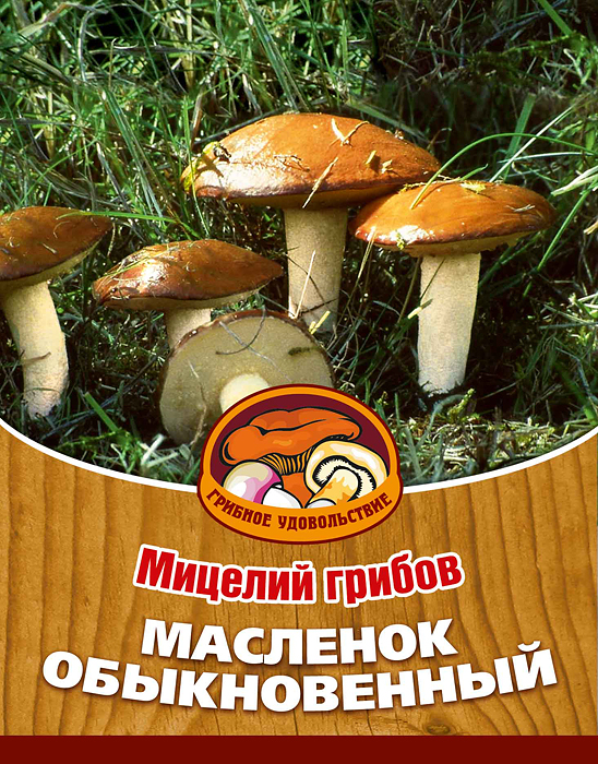 Мицелий грибов Масленок обыкновенный, субстрат. Объем 60 мл10015 Мицелий грибов Масленок обыкновенный, субстрат. Объем 60 мл10015Маслята - один из наиболее распространенных и популярных грибов средней полосы. Из маслят готовят разнообразные блюда начиная от жарки и заканчивая соленым. Благодаря мицелию грибов Масленок обыкновенный теперь вы без труда сможете вырастить любимые грибы у себя в саду или дома. И уже на следующий год после посадки у вас появится первый урожай грибов. За один год можно собрать от 6 до 17 грибов с одного дерева. Для того чтобы вырастить грибы вам понадобится: мицелий Масленок обыкновенный, дерево хвойной или лиственной породы, грунт для комнатных растений с высоким содержанием торфа, опилки хвойных пород дерева увлажненные, лопата, мох, листовой опад. Благоприятное время для посадки мицелия Масленок обыкновенный - круглый год. Плодоносят мицелии в среднем от 3 до 5 лет, в зависимости от сорта грибов. Характеристики: Материал: субстрат. Размер упаковки: 11 см х 15,5 см. Объем: 60 мл. Артикул: 10015.