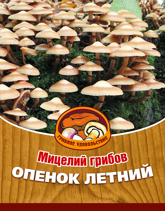 Мицелий грибов Опенок летний, 16 древесных палочек10008 Мицелий грибов Опенок летний, 16 древесных палочек10008Опенок летний - вкусный, деликатесный гриб, обладает сильным ароматом и нежной мякотью. Его можно использовать для приготовления первых и вторых блюд, сушки, маринования и соления. Благодаря мицелию грибов Опенок летний теперь вы без труда сможете вырастить любимые грибы у себя в саду или дома. И уже через 3-5 месяцев после посадки у вас появится первый урожай грибов. За один год можно собрать от 3 до 6 кг с каждого бревна. Для того чтобы вырастить грибы вам понадобится: мицелий Грибное удовольствие, бревно или палка лиственных пород (бук, граб, ольха, осина, ясень, клен, береза, тополь, ива, каштан, дуб), дрель. Благоприятное время для посадки мицелия Опенок летний - в природных условиях с апреля по октябрь, в помещении - круглый год. Плодоносят мицелии в среднем от 3 до 5 лет, в зависимости от сорта грибов.