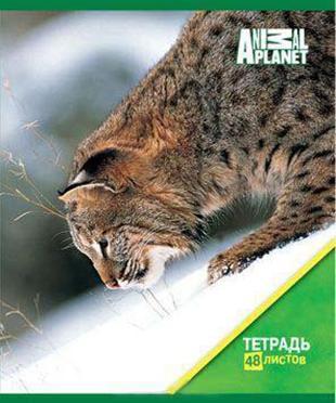 Набор тетрадей 48л, 4 шт в упаковке, клетка, ANIMAL PLANET, мелованный картон, конгрев, выборочный лак, формат А5, 4 дизайна (ACTION!)AP-AN 4804/5 Набор тетрадей 48л, 4 шт в упаковке, клетка, ANIMAL PLANET, мелованный картон, конгрев, выборочный лак, формат А5, 4 дизайна (ACTION!)AP-AN 4804/5* обложка- высококачественный целлюлозный мелованный картон плотностью 200г/м2, с выборочным УФ-лакированием, конгревное тиснение. * Внутренний блок - офсет плотностью 60 г/м2 * Крепление - Разметка: клетка. Бумага: офсет. Формат: А5. Обложка: мелованный картон, , . Пол: унисекс. Возраст: Без ограничения. Крепление: скрепка. Особенности:обложка - выборочное УФ-лакирование обложка -конгревное тиснение набор -