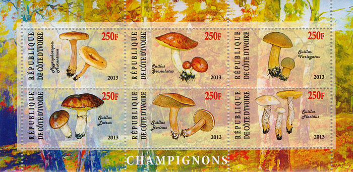 Малый лист Грибы. Кот-д Ивуар, 2013 годK421306 Малый лист Грибы. Кот-д Ивуар, 2013 годK421306Малый лист Грибы. Кот-д Ивуар, 2013 год. Размер блока: 7.5 х 15 см. Размер марок: 2.5 х 4.5 см. Сохранность хорошая.