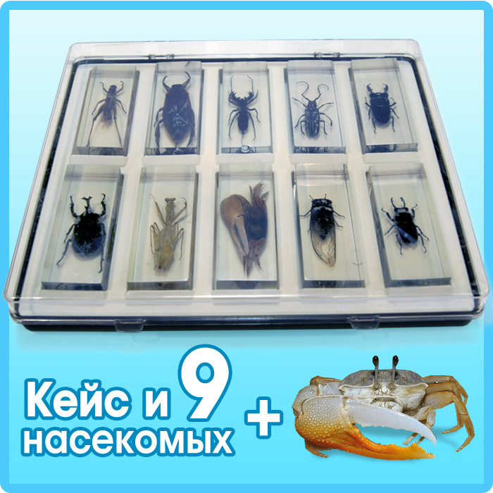 Набор из 9 насекомых и обитателя подводного мира №2INSECTSBUNDL-2 Набор из 9 насекомых и обитателя подводного мира №2INSECTSBUNDL-2Чтобы изучение энтомологии было максимально интересным, наглядным и эффективным, стоит купить набор насекомых. Издательский дом DeAgostini предлагает уникальные наборы насекомых и морских животных, которые не оставят равнодушными ни детей, ни взрослых. В дополнение к серии журналов Насекомые и их знакомые эксперты ДеАгостини подбирают наиболее интересных членистоногих, которых можно повстречать в разных уголках мира. Наборы насекомых от издательства ДеАгостини содержат удивительные коллекционные экспонаты членистоногих, находящиеся в эргономичных брусках из специальной синтетической смолы. Она прозрачная, что позволяет детально рассмотреть каждый экспонат со всех ракурсов и изучить его, вплоть до мельчайших особенностей. К тому же, синтетическая смола обеспечивает надежное хранение экспонатов в течение долгого периода времени. Примечательно, что технологию консервации членистоногих в смоле специалисты DeAgostini позаимствовали у природы - в естественных условиях жуки,...