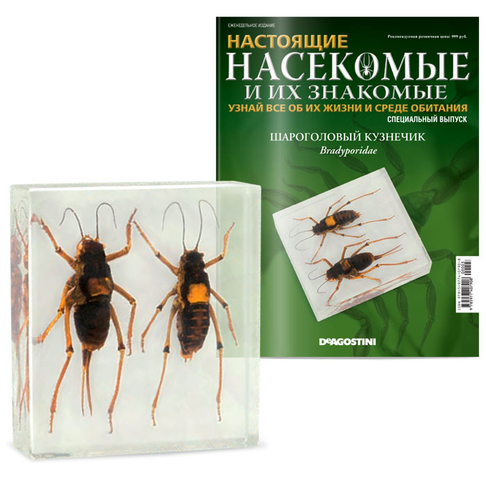 Журнал Насекомые и их знакомые. Специальный выпуск №3INSECTSRL003SPECIALISSUE Журнал Насекомые и их знакомые. Специальный выпуск №3INSECTSRL003SPECIALISSUEКоллекция Насекомые и их знакомые уже успела полюбиться читателям. На этот раз издательский дом ДеАгостини предлагает вам специальный выпуск №3, вместе с которым вы получите блестящий экземпляр к своей коллекции насекомых - шароголового кузнечика. Это удивительное семейство обширно и многолико: всего насчитывается свыше 6800 видов (50 из них обитают в России). Ореол обитания шароголового кузнечика напоминает мировую экспансию: он способен обитать практически в любых климатических условиях, кроме, разве что, Антарктиды. Узнайте ещё больше удивительных подробностей про этих насекомых, а также получите 2 высококачественных экземпляра кузнечика шароголового для своей коллекции! Размер блока смолы - 13,5 х 10,5 х 3 см. Категория 12+.