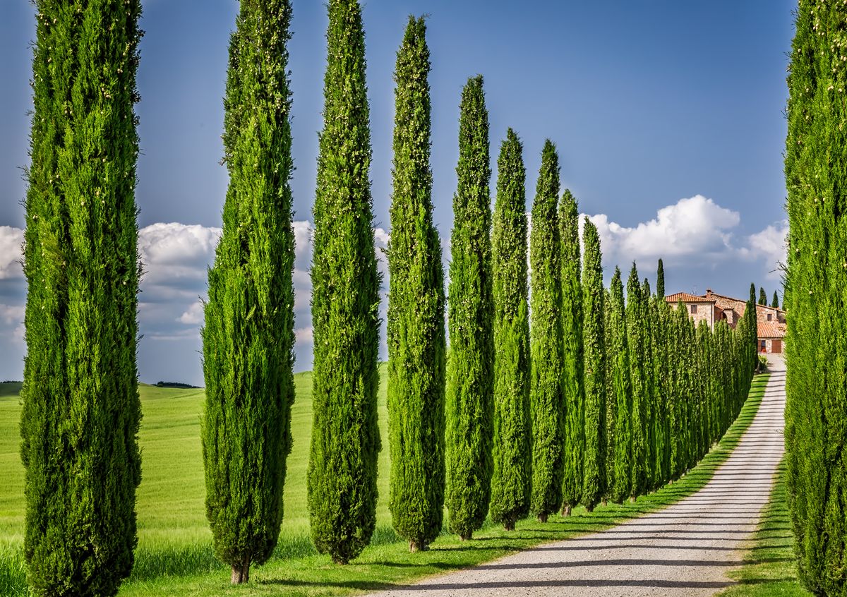 Фотообои Decoretto Аллея, 360 х 254 смWS0381:360:254:050 Фотообои Decoretto Аллея, 360 х 254 смWS0381:360:254:050Фотообои Decoretto Аллея позволят создать неповторимый облик помещения, в котором они размещены. Фотообои наносятся на стены тем же способом, что и обычные обои. Благодаря превосходной печати и высококачественной флизелиновой основе такие обои будут радовать вас долгое время. Фотообои снова вошли в нашу жизнь, став модным направлением декорирования интерьера. Выбрав правильную фактуру и сюжет изображения можно добиться невероятного эффекта живого присутствия.