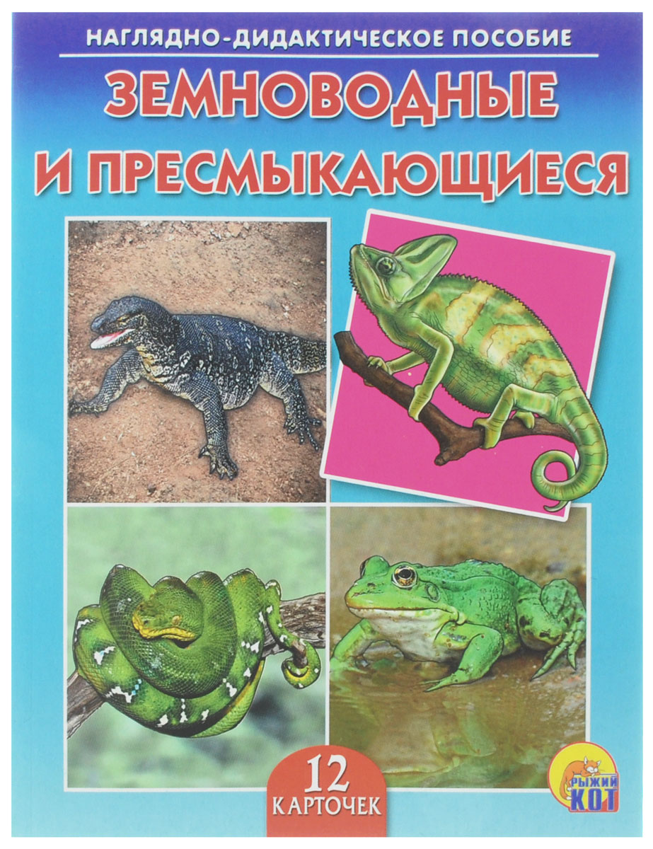 Рыжий Кот Обучающие карточки Земноводные и пресмыкающиесяПД-7250 Рыжий Кот Обучающие карточки Земноводные и пресмыкающиесяПД-7250Обучающие и развивающие карточки Рыжий Кот Земноводные и пресмыкающиеся из серии Наглядно-дидактическое пособие - незаменимые помощники в обучении детей дошкольного возраста, а также в детских садах и начальных классах школы. Они дают первичные знания об окружающем нас мире. Карточки познакомят детей с различными видами земноводных и пресмыкающихся. Серия включает более 40 наименований цветных ярких карточек на разные темы, которые непременно заинтересуют мальчишек и девчонок! Для удобства использования и хранения карточки можно аккуратно отделить от корешка, обрезать край и складывать их в папку-обложку. В комплекте 12 карточек.