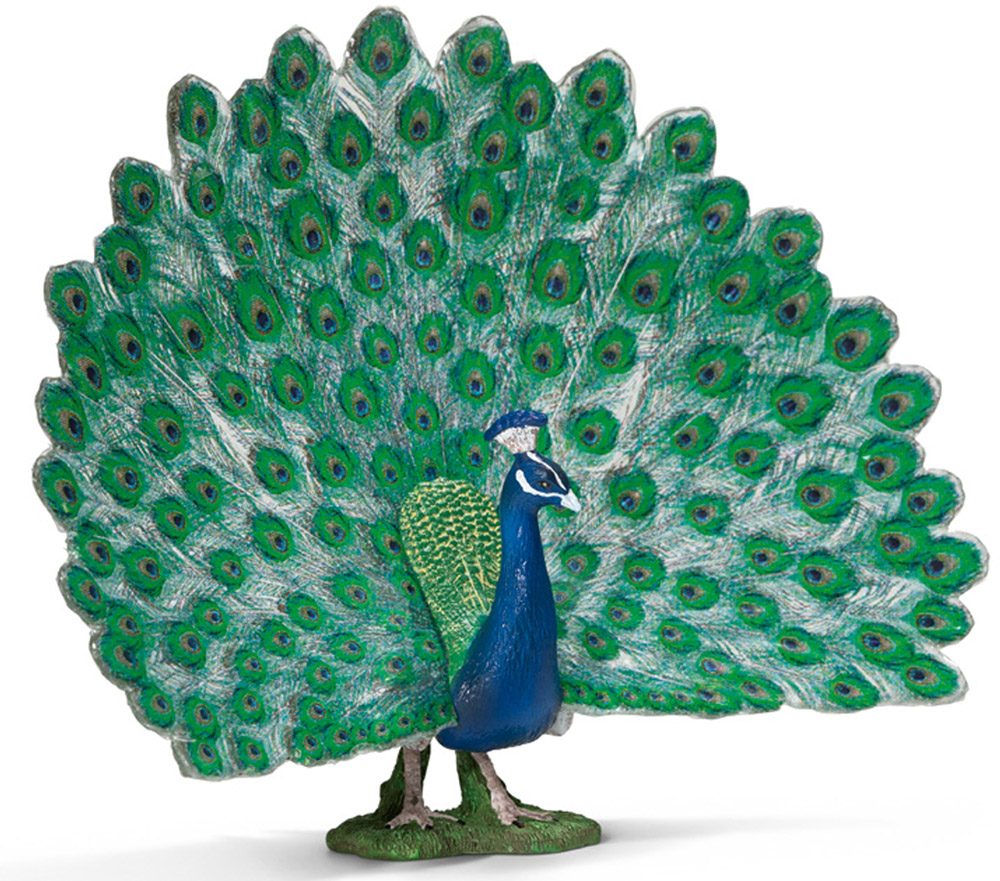 Schleich Фигурка Павлин13728 Schleich Фигурка Павлин13728Павлин из-за своего пышного, яркого хвоста считается одной из самых красивых птиц. Павлины обитают в Средней и Юго-Восточной Азии на высоте до 2000 метров. Предпочитают селиться в лесах, джунглях. Любят заросли кустарников, вырубки и берега рек. Взрослый павлин имеет размеры тела 100-125 см, хвоста 40-50 см. Весит около 5 кг. Одомашнены и выращиваются людьми. Павлин неофициально считается национальной птицей Ирана. Фигурка Schleich Павлин раскрашивалась вручную с особой внимательностью к каждой детали. Изготовление игрушек находится под контролем Берлинского зоопарка, поэтому игрушки так похожи на настоящих животных. Фигурка Schleich Павлин является отличным обучающим материалом и знакомит детей с представителями животного мира.