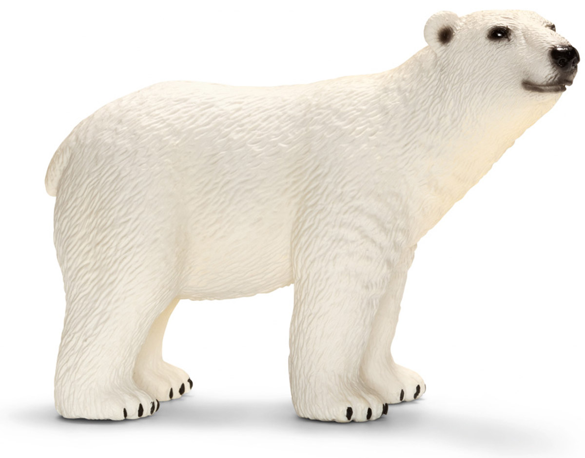 Schleich Фигурка Белый медведь14659 Schleich Фигурка Белый медведь14659Мир из снега и льда кажется непригодным для жизни, однако здесь живет множество животных, прекрасно адаптированных к суровым холодам. Белый медведь - наряду с гризли является самым крупным наземным хищным животным на земле. Средний медведь весит около 500 кг, длина животного около 3 м, этот медведь в два раза больше сибирских тигров. Толстый слой подкожного жира позволяет белому медведю выдерживать крайне низкую температуру в Арктике. Все фигурки Schleich изготовлены из гипоаллергенных высокотехнологичных материалов, раскрашены вручную и не вызывают аллергии у ребенка.
