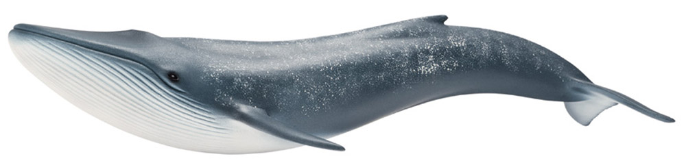 Schleich Фигурка Синий кит14696 Schleich Фигурка Синий кит14696Фигурка Schleich Синий кит, раскрашенная вручную, выполнена из безопасного материала - пластика. Компания Schleich специализируется на выпуске детских игрушек, знакомящих с окружающей средой, развивающих творческое мышление, мелкую моторику рук. Синий кит - самое большое и самое тяжелое животное на земле. Это млекопитающее может достигать веса более 200 тонн и длины около 33 метров. Свое название киты получили благодаря своему серо-голубому окрасу. Синий кит своими усами фильтрует планктон от воды, в летнее время кит съедает до 3,5 тонн планктона в день. Фигурки Schleich - превосходный педагогический материал для использования дома и в образовательных учреждениях.