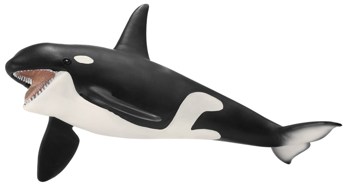 Schleich Фигурка Косатка14697 Schleich Фигурка Косатка14697Фигурка Schleich Косатка, раскрашенная вручную, выполнена из безопасного материала - пластика. Компания Schleich специализируется на выпуске детских игрушек, знакомящих с окружающей средой, развивающих творческое мышление, мелкую моторику рук. Косатки прекрасно адаптируются к разным условиям, поэтому их можно встретить практически в каждом океане. Косатки любят лакомиться ластоногими, моржами, морскими львами, и даже китами поменьше. Взрослая особь вырастает до 8 метров в длину, и весят около 9 тонн. Косатки - долгожители, они могут жить до пятидесяти лет. Фигурки Schleich - превосходный педагогический материал для использования дома и в образовательных учреждениях.