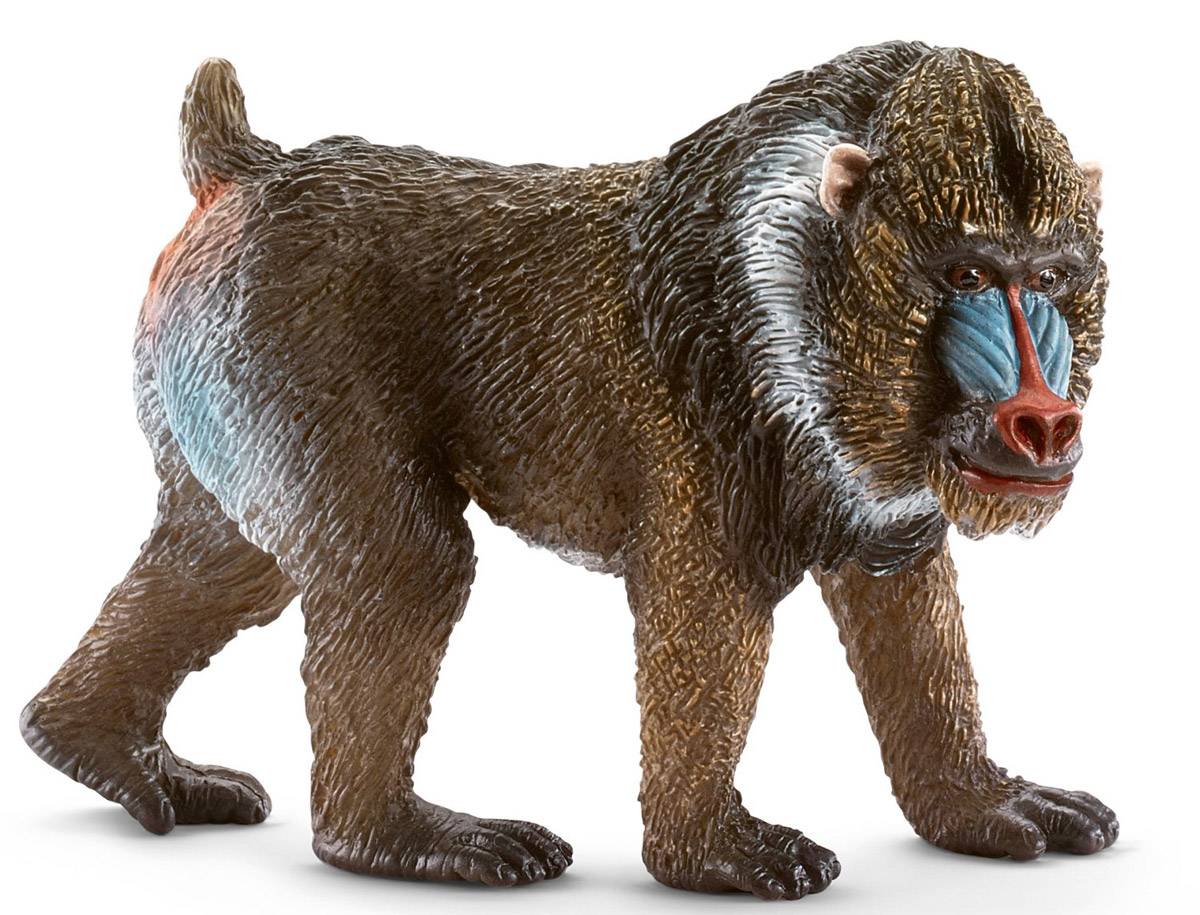 Schleich Фигурка Мадрил самец14715 Schleich Фигурка Мадрил самец14715Фигурка Мадрил с разноцветными пятнами на мордочке разнообразит игры с фигурками животных вашего ребенка и станет прекрасным пополнением вашей коллекции игрушек Schleich. Мандрилы обитают в лесах Центральной Африки. Яркие синие, красные пятна на мордочке и желтая борода делают их одними из самых ярких млекопитающих на планете. Мандрилы всеядны, но в основном питаются фруктами и семенами. Мандрилы живут группами до 200 животных, при этом добывают на деревьях пищу только самки и детеныши, в то время как мужчины остаются на земле. Фигурка выполнена из высокотехнологичных материалов, раскрашена вручную и не вызывает аллергии у ребенка.
