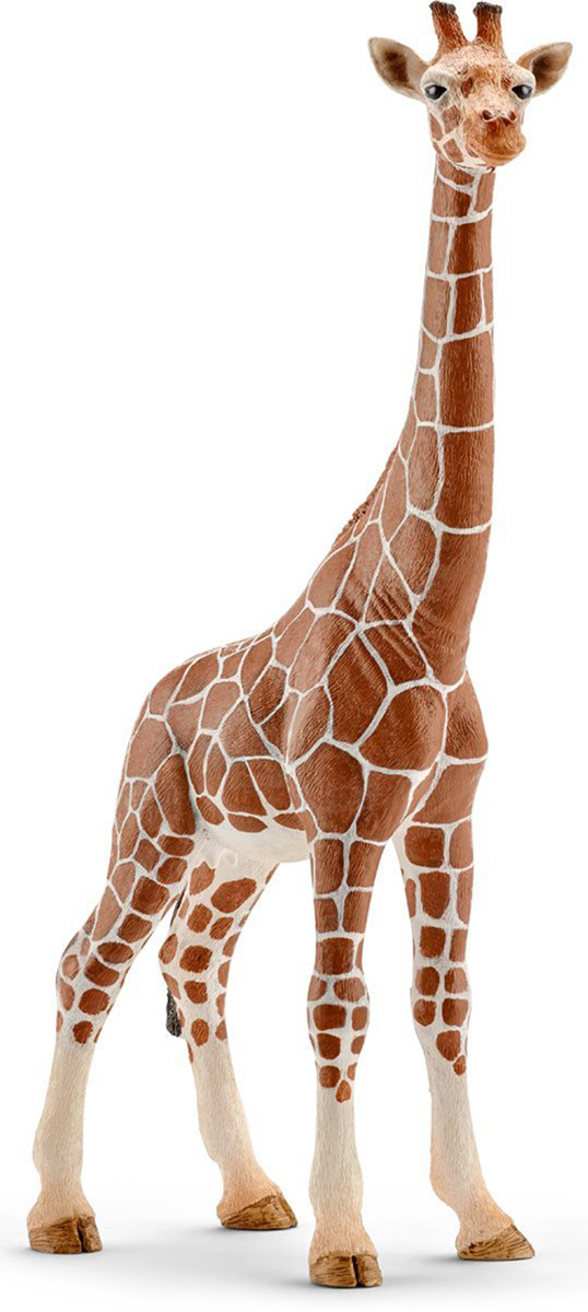 Schleich Фигурка Жираф самка14750 Schleich Фигурка Жираф самка14750Жираф - самое высокое в мире животное. Питается листьями деревьев и именно поэтому имеет такую длинную шею. Тело окрашено в пятнистый рисунок. На голове имеются симпатичные рожки. В настоящее время жирафа можно встретить на востоке Африки. Жираф исключительно травоядное животное и питается листвой с деревьев, где у него нет конкурентов. Тело покрыто шерстью желтого цвета с коричневыми пятнами на ней, что позволяет маскироваться от хищников. Жираф с длинной шеей и характерной окраской - яркий представитель африканской саваны. Его мощная шея способна выдерживать большие нагрузки и позволяет дотянуться до самых высоких веточек с вкусными листочками. Фигурка раскрашивалась вручную с особой внимательностью к каждой детали. Изготовление игрушек находится под контролем Берлинского зоопарка, поэтому игрушки так похожи на настоящих животных. Фигурка Schleich Жираф является отличным обучающим материалом и знакомит детей с представителями животного мира.