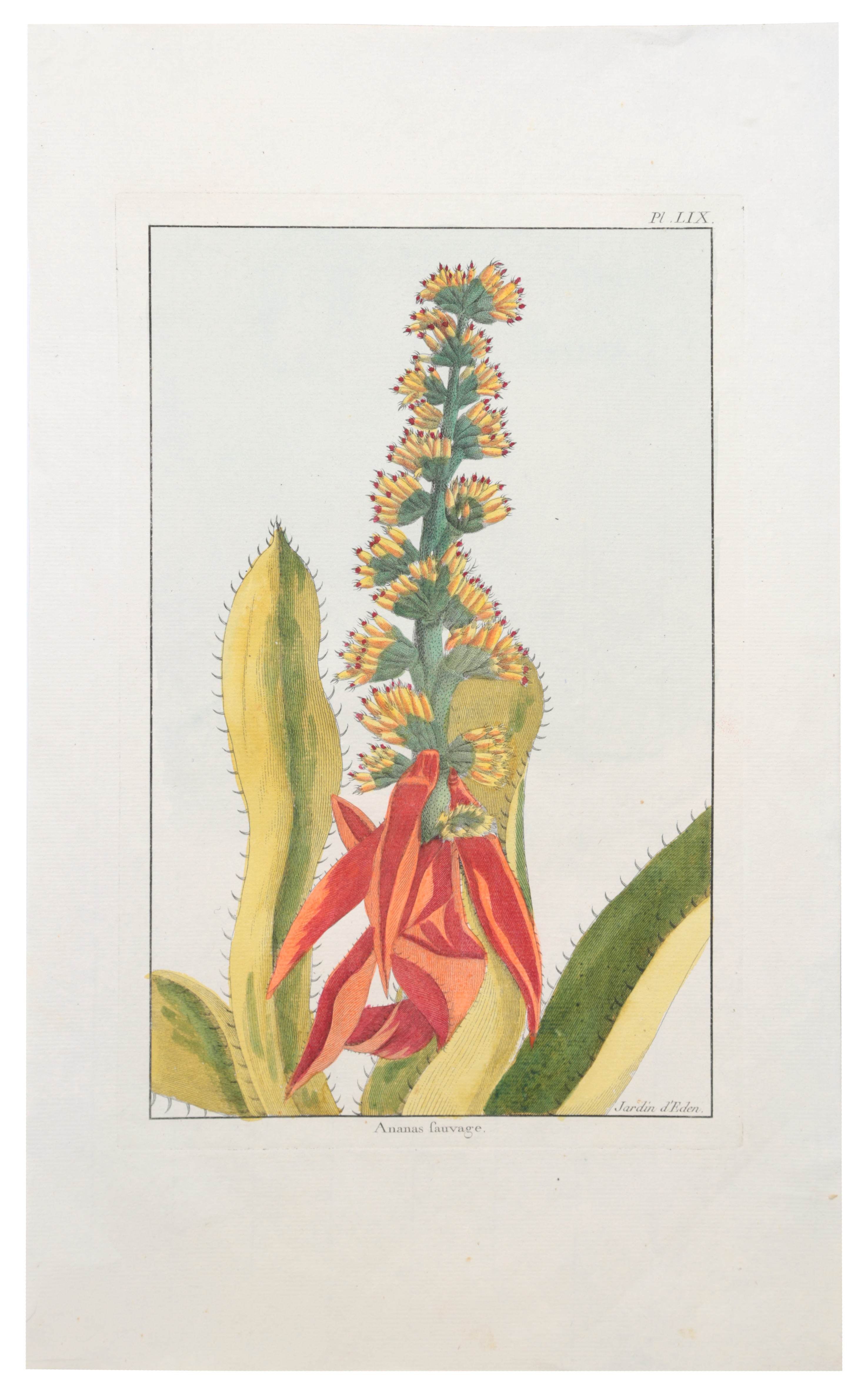 Ananas fauvage. Гравюра. Западная Европа, вторая половина XVIII векаНВА 170816-33 Ananas fauvage. Гравюра. Западная Европа, вторая половина XVIII векаНВА 170816-33Ananas fauvage. Гравюра. Западная Европа, вторая половина XVIII века