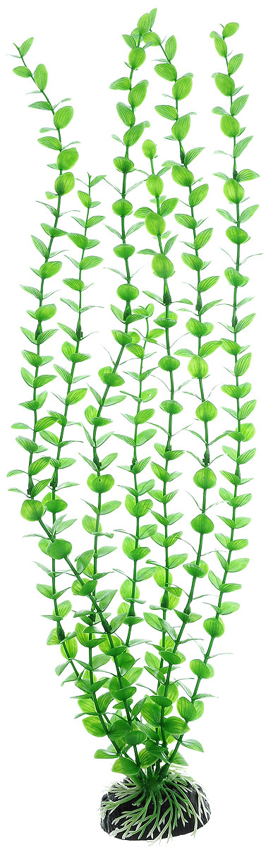 Растение для аквариума Barbus Бакопа зеленая, пластиковое, высота 50 смPlant 010/50 Растение для аквариума Barbus Бакопа зеленая, пластиковое, высота 50 смPlant 010/50Растение для аквариума Barbus Бакопа зеленая, выполненное из качественного пластика, станет оригинальным украшением вашего аквариума. Пластиковое растение идеально подходит для дизайна всех видов аквариумов. Оно абсолютно безопасно, нейтрально к водному балансу, устойчиво к истиранию краски, подходит как для пресноводного, так и для морского аквариума. Растение для аквариума Barbus поможет вам смоделировать потрясающий пейзаж на дне вашего аквариума или террариума. Высота растения: 50 см.