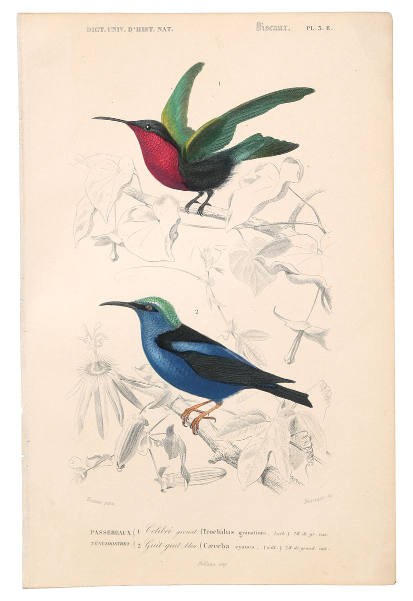 Птицы. Гравюра с ручной раскраской. Западная Европа, 1840 годНВА-2 2508 16-06 Птицы. Гравюра с ручной раскраской. Западная Европа, 1840 годНВА-2 2508 16-06Птицы. Гравюра с ручной раскраской. Западная Европа, 1840 год