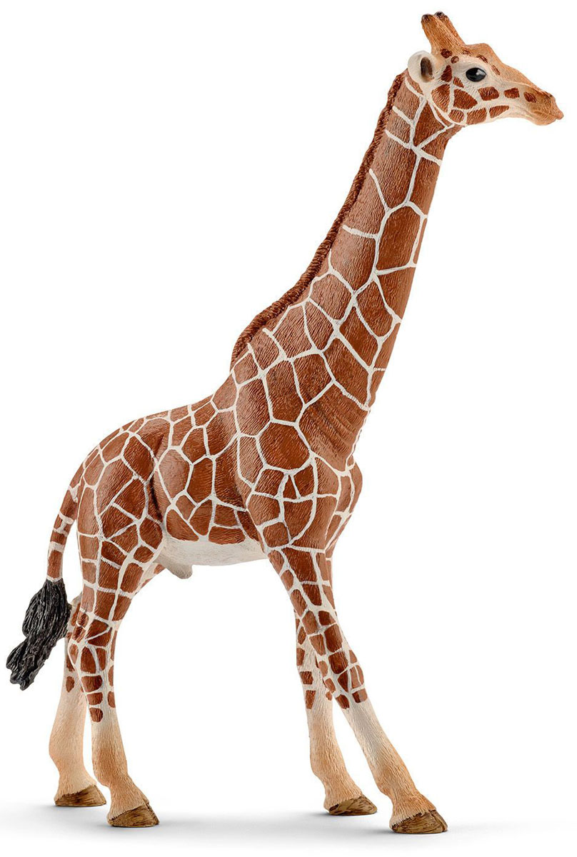 Schleich Фигурка Жираф самец14749 Schleich Фигурка Жираф самец14749Жираф - самое высокое в мире животное. Тело окрашено в пятнистый рисунок. На голове имеются симпатичные рожки. В настоящее время жирафа можно встретить на востоке Африки. Жираф исключительно травоядное животное и питается листвой с деревьев, где у него нет конкурентов. Тело покрыто шерстью желтого цвета с коричневыми пятнами на ней, что позволяет маскироваться от хищников. Взрослый жираф достигает 6 метров в длину, а чтобы животное могло дотянуться и схватить ветки деревьев, его длинный мускулистый язык способен высовываться на 40 см. У жирафа большие круглые глаза и пушистые темные ресницы, которые придают этим необычным животным особую очаровательность. Фигурка Schleich Жираф самец является отличным обучающим материалом и знакомит детей с представителем животного мира. Жираф с длинной шеей и характерной окраской - яркий представитель африканской саваны. Фигурка раскрашивалась вручную с особой внимательностью к каждой детали. Изготовление игрушек находится под контролем...