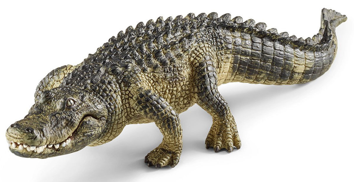 Schleich Фигурка Аллигатор14727 Schleich Фигурка Аллигатор14727От других представителей отряда крокодилов аллигаторы отличаются более широкой мордой, а их глаза расположены более дорсально (в верхней части туловища). Окраска обоих известных видов тёмная, часто почти чёрная, но зависит от цвета окружающей воды - при наличии водорослей она может быть более зелёной. Если в воде большое содержание дубильной кислоты от нависающих деревьев, то окраска становится более тёмной. По сравнению с настоящими крокодилами (особенно представителями рода Crocodylus) у аллигаторов при закрытой челюсти видны только верхние зубы, хотя у некоторых особей зубы деформированы так, что это создаёт трудности при идентификации. Фигурка Schleich Аллигатор является отличным обучающим материалом и знакомит детей с представителем животного мира. Раскрашенные вручную с особой внимательностью к каждой детали, фигурки прекрасно сочетаются друг с другом - можно объединять в игре представителей разных серий. В разработке каждой фигурки компания Schleich опирается на...