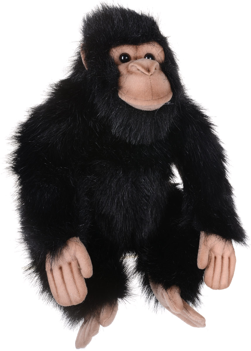 Hansa Toys Мягкая игрушка Шимпанзе 25 см2306 Hansa Toys Мягкая игрушка Шимпанзе 25 см2306Шимпанзе принадлежит к семейству человекообразных обезьян или гоминид отряда приматов. Шимпанзе живут в тропических лесах и влажных саваннах Западной и Центральной Африки - от Сьерра Леоне и Гвинеи на Атлантическом побережье Африки до озер Танганьика и Виктория. Живут обычно в группах, состоящих из 10-12 особей. Выросшие шимпанзе покидают стаю, чтобы создать новую группу. Шимпанзе ведут дневной образ жизни. Ночью обезьяны прячутся высоко на деревьях, устраивая себе постель из веток и листьев. Шимпанзе - единственные животные, которые могут создавать специальные инструменты, чтобы охотиться и добыть пищу. Мягкая игрушка Hansa Toys Шимпанзе обязательно понравится вам и вашему малышу, а также познакомит вас с этим животным.