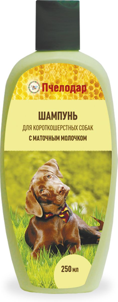 Шампунь с маточным молочком Пчелодар, для короткошерстных собак, 250 мл1033 Шампунь с маточным молочком Пчелодар, для короткошерстных собак, 250 мл1033ДЛЯ ВЕТЕРИНАРИИ Шампунь с маточным молочком для короткошерстных собак разработан специально для постоянного ухода за шерстью и поддержания здоровья кожи. Уникальный состав шампуня на основе натурального маточного молочка, сбора трав, морских водорослей и витаминов позволяет нежно и эффективно очистить шерстный покров, нормализовать обменные процессы в тканях, снять раздражение, перхоть и сухость кожи. При регулярном применении шампуня остевой волос и подшерсток насыщаются питательными веществами (витаминами, микро- и макроэлементами, аминокислотами), восстанавливаются изнутри, обновляются и становятся красивыми, блестящими и шелковистыми, приобретая ухоженный вид; активные компоненты шампуня оказывают антисептическое, дезодорирующее, ранозаживляющее и противозудное действие, восстанавливая защитный барьер кожи животного. Шампунь помогает нормализовать работу сальных желез и устранить неприятный запах животного. Не влияет на инсектоакарицидные обработки. Натуральные компоненты...