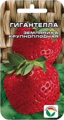 Семена Сибирский сад Клубника. ГигантеллаBP-00000231 Семена Сибирский сад Клубника. ГигантеллаBP-00000231Особо крупный сорт земляники, плоды весом 50-60гр, темно-бордовые, вкусные. Куст крупный раскидистый.