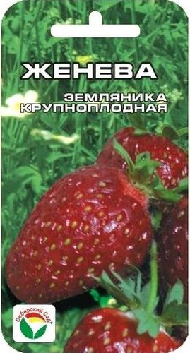 Семена Сибирский сад Клубника. Женева, 10 штBP-00000232 Семена Сибирский сад Клубника. Женева, 10 штBP-00000232Сорт Женева завезен в Россию с начала 90-х годов. Отличается интенсивным ростом. Куст приземистый, плодоносит дважды в сезон, с ярко выраженным периодом покоя (почти три недели). На усах текущего года цветение и плодоношение наступает на стадии формирования семи листьев, поэтому плантация с этим сортом дает урожай постоянно. Ягода крупная, плотная. Плодоножка не поднимается, лежит, вынося гроздья с ягодами за пределы куста в разные стороны. В неблагоприятную весну, в случае большого числа пасмурных дней, во второй половине лета сорт способен компенсировать этот недостаток и одарить урожаем независимо от количества солнечных дней. Внимание! Семена клубники туговсхожие! Необходимо строго соблюдать посевной режим! Всходы чаще всего появляются неравномерно в течение 30-40 дней (до 60 дней). Сеять семена на рассаду можно в различное время года, однако лучшее время для посева - зима (конец января - март). Подготовка почвенной смеси заключается в следующем:...