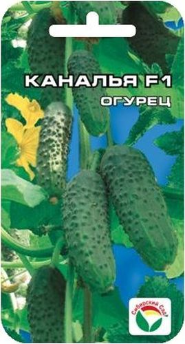 Семена Сибирский сад Огурец. Каналья, 7 штBP-00000297 Семена Сибирский сад Огурец. Каналья, 7 штBP-00000297Новейший короткоплодный, раннеспелый, партенокарпический гибрид огурца с женским типом цветения. Период от всходов до сбора урожая 37-40 дней. Плоды плотные, длиной 8-10 см, с черным простым опушением. Идеально подходит для выращивания в открытом грунте и пленочных укрытиях. Хорош для потребления в свежем виде и бесподобен для консервирования и маринования. Гибрид показывает стабильно высокие урожаи, высокую защищенность от основных заболеваний. Посев на глубину 1,5-2 см. Оптимальная температура почвы для прорастания семян 23-25°С. Плотность посадки - 3 растения на 1 м2. Растение укрывают пленкой, подвязывают к шпалере. Полив и подкормка органическими минеральными удобрениями в процессе вегетации. Сбор урожая через каждые 3-5 дней. Для ускорения процесса всхожести семян, оздоровления растений, улучшения завязываемости плодов рекомендуется пользоваться специально разработанными стимуляторами роста и развития растений.