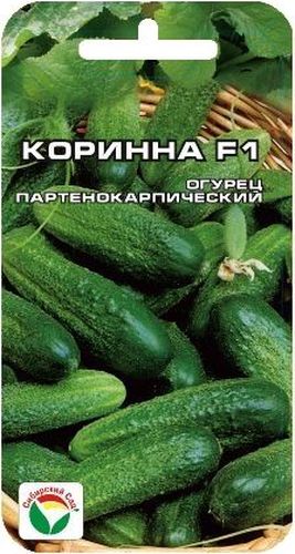 Семена Сибирский сад Огурец. Коринна, 7 штBP-00000302 Семена Сибирский сад Огурец. Коринна, 7 штBP-00000302Ранний самоопыляемый гибрид корнишонного типа для выращивания в открытом и защищенном грунте. Характеризуется быстрым и мощным ростом растения, букетной завязью плодов, ранней и дружной отдачей урожая. В пазухах формируется по 3-4 огурчика длиной 6-8 см. Зеленцы аккуратной цилиндрической формы, мелкобугорчатые, плотной консистенции, хрустящие и вкусные. Долго не желтеют после сбора. Хороши для свежих салатов, засолки и консервирования. Гибрид устойчив к кладоспориозу, аскохитозу, почти не поражается настоящей мучнистой росой. Урожайность высокая. Культура требовательна к теплу, влаге и плодородной почве. Выращивают прямым посевом семян в грунт или рассадным способом. Рассаду высаживают в грунт когда минует угроза заморозков. Посев семян производят на глубину 2-3 см. Оптимальная температура почвы для посева семян от +14°C до +15°C. Растение укрывают пленкой, при необходимости подвязывают к шпалере. Полив и подкормки органическими и минеральными...