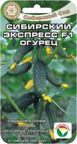 Семена Сибирский сад Огурец. Сибирский экспрессBP-00000318 Семена Сибирский сад Огурец. Сибирский экспрессBP-00000318Мощный ранний урожай, красивые товарные зеленцы в любую погоду. Способен обильно и дружно отдать большую часть урожая в первые недели плодоношения. Растение среднерослое, удобно для выращивания в остекленных и пленочных теплицах. Зеленцы длиной 10-12см, массой 80-100гр. отличных вкусовых качеств, универсального использования.