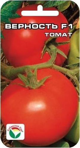 Семена Сибирский сад Томат. Верность, 15 штBP-00000467 Семена Сибирский сад Томат. Верность, 15 штBP-00000467Представитель серии современных гибридов нового поколения, позволяющих получать суперурожаи в условиях открытого грунта и пленочных теплиц. Гибрид раннеспелый (от всходов до начала созревания плодов 100-103 дня). Растение детерминантное, высотой 120-130 см. Плодоношение длительное, до глубокой осени. Плоды округлые, плотные, без зеленого пятна у плодоножки, ярко-красного цвета, массой 200-210 г. Длительно (до 50 дней после съема) сохраняют вкусовые и товарные качества. Гибрид обладает комплексной устойчивостью к основным заболеваниям. Урожайность 16-18 кг с 1 м2. Рекомендуется для выращивания в открытом грунте и пленочных теплицах. Посев на рассаду производят за 50-60 дней до высадки растений на постоянное место. Оптимальная постоянная температура прорастания семян 23-25°С. При высадке в грунт на 1 м2 размещают 3-4 растения. Сорт хорошо реагирует на полив и подкормки комплексными минеральными удобрениями. Выращивается в 1-2 стебля с подвязкой и...