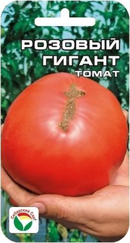 Семена Сибирский сад Томат. Розовый гигант, 20 штBP-00000633 Семена Сибирский сад Томат. Розовый гигант, 20 штBP-00000633Великолепный среднеранний крупноплодный сорт с розовыми плодами. От всходов до начала плодоношения 115-125 дней. Растение среднерослое, высотой 150-170 см. В соцветиях формируется до 6 плоско-округлых плодов массой до 400 г. Вкусовые качества свежих плодов отличные, обеспечат бесподобный вкус летних свежих салатов и соков. Урожайность до 7 кг с 1 м2. Посев на рассаду производят за 50-60 дней до высадки растений на постоянное место. Оптимальная постоянная температура прорастания семян 23-25°С. При высадке в грунт на 1 м2 размещают 3 растения. Формируется в 1 стебель, с пасынкованием и подвязкой. Сорт хорошо реагирует на полив и подкормки комплексными минеральными удобрениями. Для ускорения процесса всхожести семян, оздоровления растений, улучшения завязываемости плодов рекомендуется пользоваться специально разработанными стимуляторами роста и развития растений.