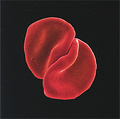 Peter Gabriel. Scratch My Back