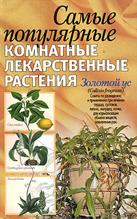 Самые популярные комнатные лекарственные растения