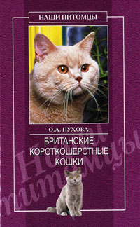 Британские короткошерстные кошки