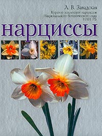 Нарциссы