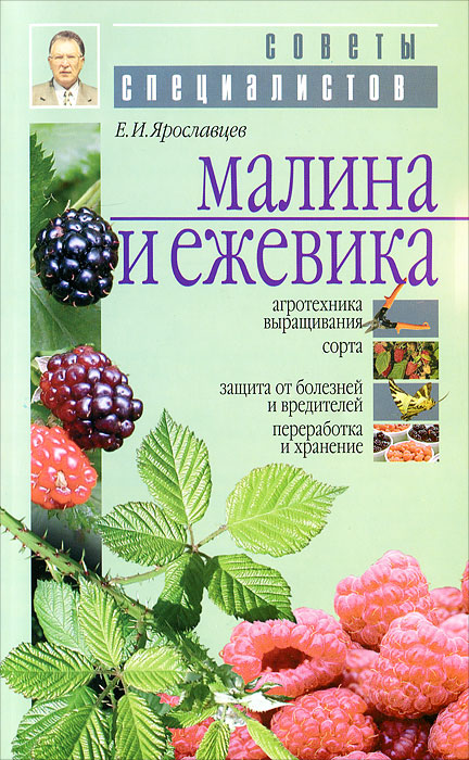 Ярославцев е и малина и ежевика 2016. 1005425501. Ярославцев е и малина и ежевика 2016 фото. Ярославцев е и малина и ежевика 2016-1005425501. картинка Ярославцев е и малина и ежевика 2016. картинка 1005425501. Серия: "Советы специалистов"