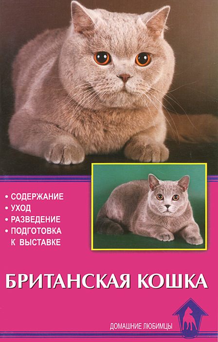 Британская кошка. Содержание. Уход. Разведение. Подготовка к выставке
