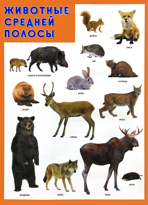 Животные средней полосы. Плакат
