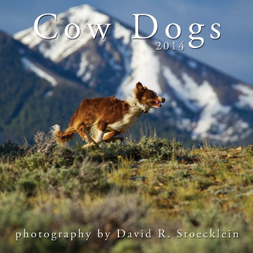 Обложка книги 2014 Cow Dogs Calendar, David R. Stoecklein