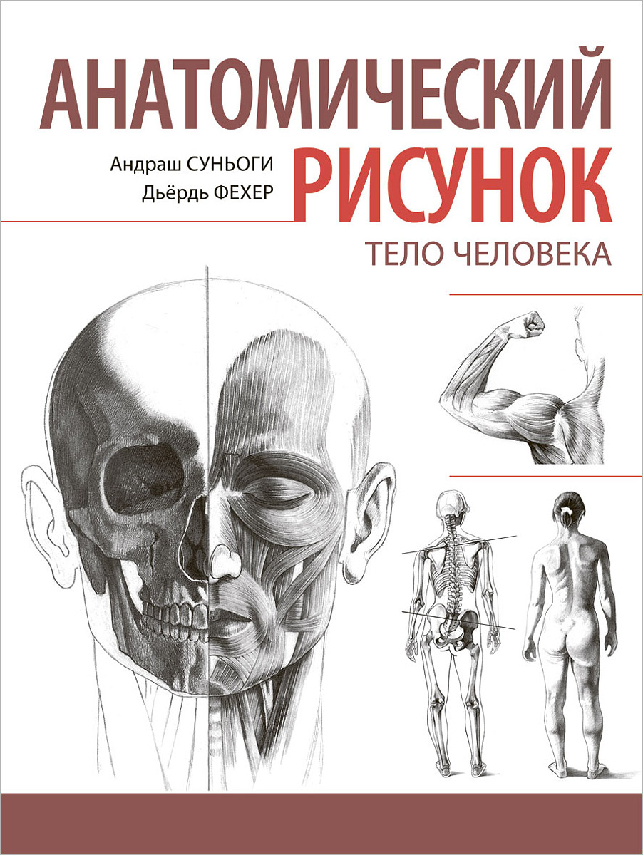 Анатомический рисунок. Тело человека