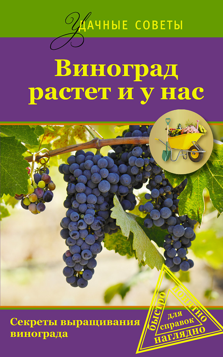 Виноград растет и у нас Виноград растет и у нас